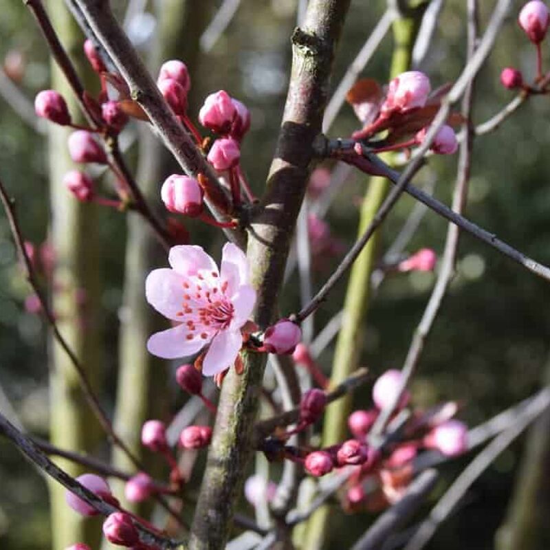 Prunus cerasifera 'pissardii' 8-10 S